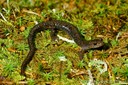 Cheat Mountain salamander_John Clare_2011.jpg