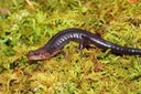 Imitator salamander