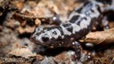marbled salamander_dave huth.jpg