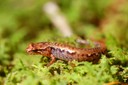pygmy salamander_squamatologist_2011_Swain Co. NC.jpg