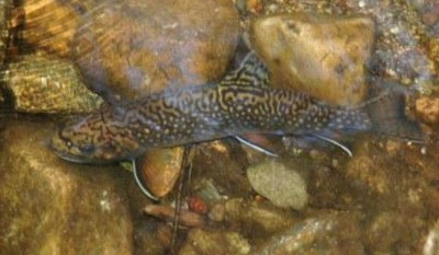 Eastern_Brook_Trout