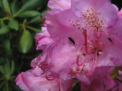 Rhododendron_bloom