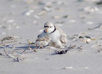Potential Habitat for Beach-Nesting Birds in New Jersey