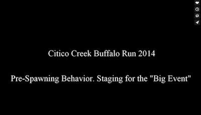 Citico Creek Buffalo Run