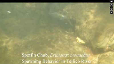 Spot fin Chub Spawning in Tellico River