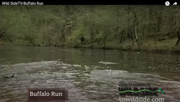 Buffalo River — Tennessee on the Fly