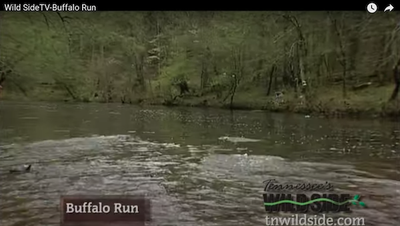 TN Wild Side - Buffalo Run