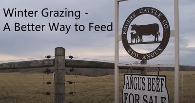 Winter Grazing - a Better Way to Feed